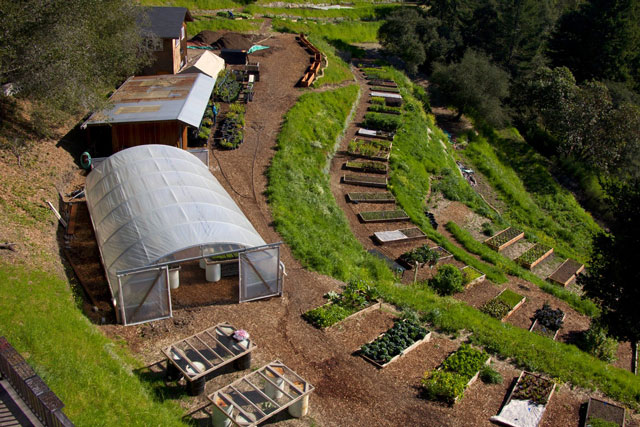 Biodynamics in Weed, Pest and Disease Control